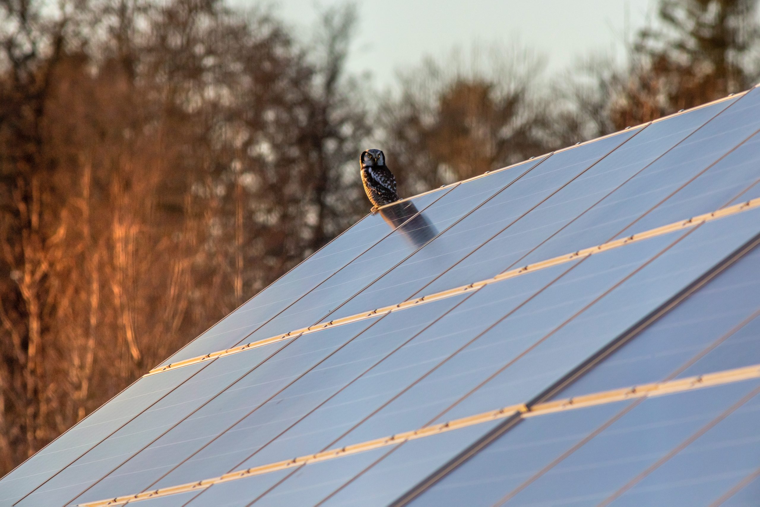 How much does solar cost